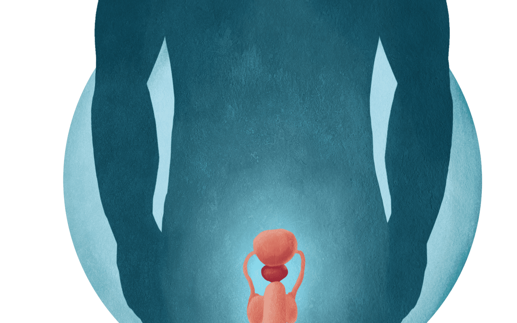 Myndskreyting með staðsetningu blöðruhálskirtils í líkamanum